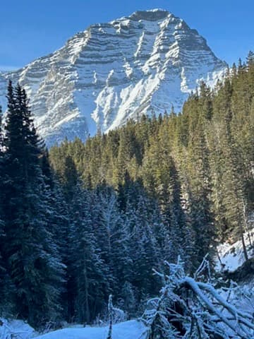 Snow-covered Rocky Mountain peak towering over forest