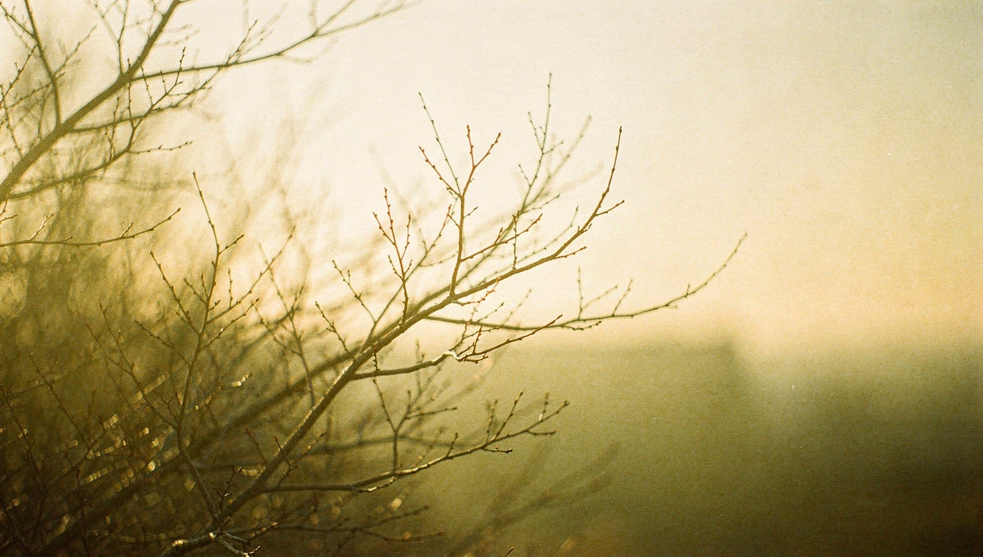 Delicate dendritic branches in warm light — neural pathways the brain can unlearn